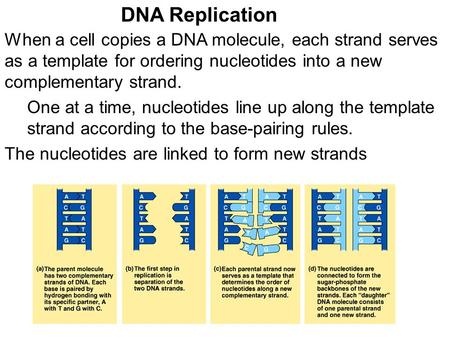 When a cell copies a DNA molecule, each strand serves as a template for ordering nucleotides into a new complementary strand. DNA Replication The nucleotides.