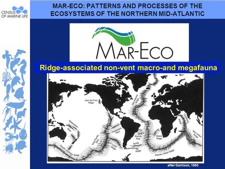 MAR-ECO: PATTERNS AND PROCESSES OF THE ECOSYSTEMS OF THE NORTHERN MID-ATLANTIC after Garrison, 1993 Ridge-associated non-vent macro-and megafauna.