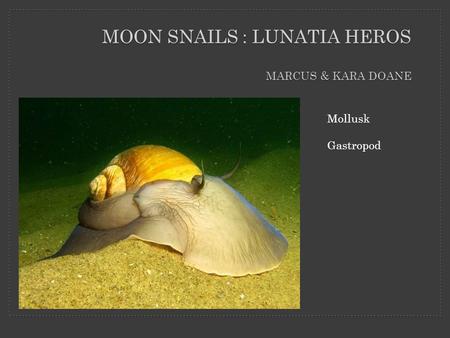 MOON SNAILS : LUNATIA HEROS MARCUS & KARA DOANE Mollusk Gastropod.