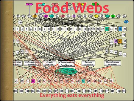 Herbivore  An organism that only eats plants (cow, caterpillar)  Are human vegetarians herbivores? Why or why not?