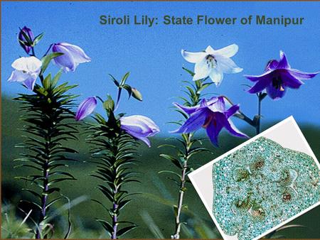 Siroli Lily: State Flower of Manipur. Cross- sectional Study Subodh S Gupta MGIMS, Sewagram.