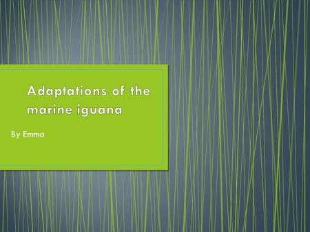 By Emma. Where Marine Iguanas live Marine Iguanas live on the Galapagos islands along with many other species. They were from South America but they either.