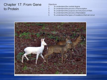 Chapter 17: From Gene to Protein Objectives 1. To understand the central dogma 2.To understand the process of transcription 3.To understand the purpose.