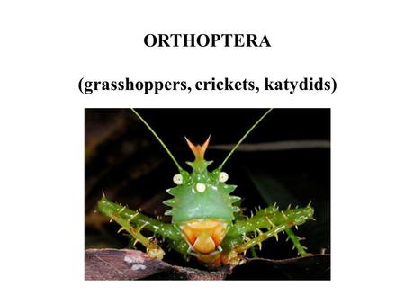 ORTHOPTERA (grasshoppers, crickets, katydids). Orthoptera Number of Species Common names Distinguishing characteristics Other features Typical habitats.