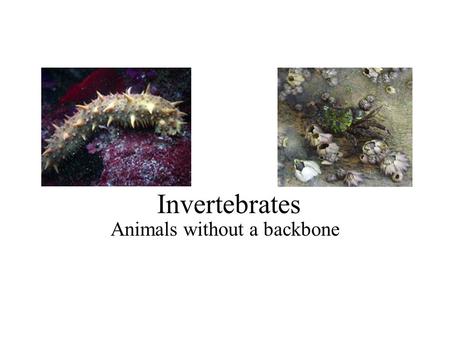 Invertebrates Animals without a backbone. Phylum Porifiera: Sponges Filter Feeders Move fluid and bodies by Choanocytes Spines called spicules Asymmetrical.