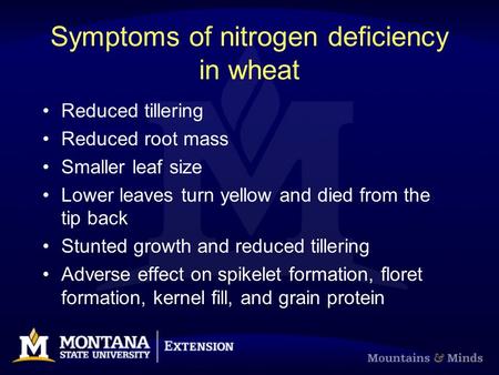 Symptoms of nitrogen deficiency in wheat Reduced tillering Reduced root mass Smaller leaf size Lower leaves turn yellow and died from the tip back Stunted.