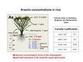 0.01corn / soil 0.03husk / soil 0.2stem / soil 5.1root / soil transfer coefficients  intensive accumulation of As in the rhizosphere  restricted transport.