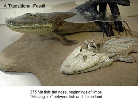 A Transitional Fossil 375 Ma fish: flat nose, beginnings of limbs “Missing link” between fish and life on land.