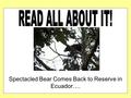 Spectacled Bear Comes Back to Reserve in Ecuador….