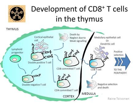 Development of CD8+ T cells in the thymus