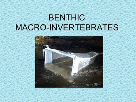 BENTHIC MACRO-INVERTEBRATES. MACRO = LARGE INVERTEBRATE = ANIMAL LACKING A BACKBONE.