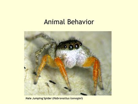 Animal Behavior Male Jumping Spider (Habronattus icenoglei)