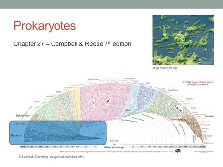 Prokaryotes Chapter 27 – Campbell & Reese 7 th edition blog.thesietch.org © Leonard Eisenberg, evogeneao.com/tree.html.