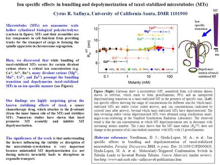 Ion specific effects in bundling and depolymerization of taxol-stabilized microtubules (MTs) Cyrus R. Safinya, University of California-Santa, DMR 1101900.