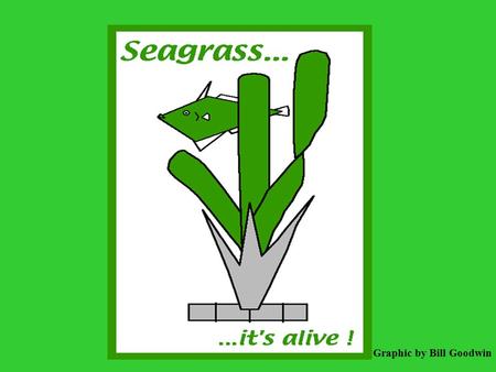 Graphic by Bill Goodwin. When you’re boating in the shallow waters of the Florida Keys or the backcountry, stay clear of the many seagrass flats.