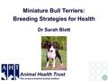 Miniature Bull Terriers: Breeding Strategies for Health Dr Sarah Blott Animal Health Trust The science behind animal welfare.