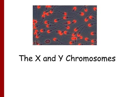 The X and Y Chromosomes. From a comparison of the genes on the X and Y chromosomes, we can infer that, even though the X is now much larger than the Y,