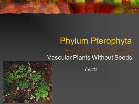 Phylum Pterophyta Vascular Plants Without Seeds Ferns.