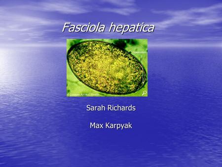 Fasciola hepatica Sarah Richards Max Karpyak. Scientific Classification Kingdom: Animalia Phylum: Platyhelminthes Class: Trematoda Subclass: Digenea Prder.