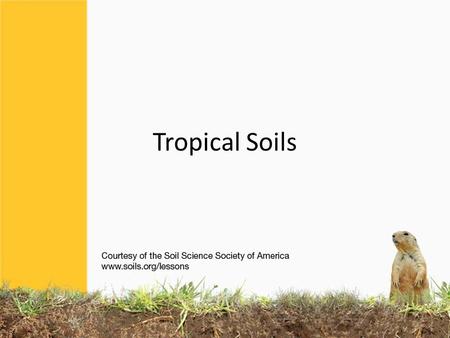 Tropical Soils. Lush growth on top, but not fertile soil … Tropical soils are found under very hot conditions, and high yearly rainfall. They are the.