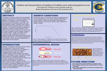 LOGO Isolation and characterization of regulators of oxidative stress induced apoptosis in yeast Yaron Fireizen, Christine Crozier and Julie Anderson Biology.