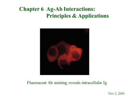 Chapter 6 Ag-Ab Interactions: Principles & Applications Nov 2, 2006 Fluorescent Ab staining reveals intracellular Ig.