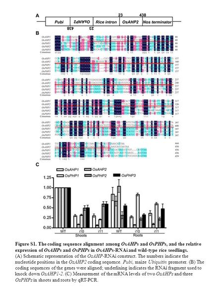 Figure S1. The coding sequence alignment among OsAHPs and OsPHPs, and the relative expression of OsAHPs and OsPHPs in OsAHPs-RNAi and wild-type rice seedlings.