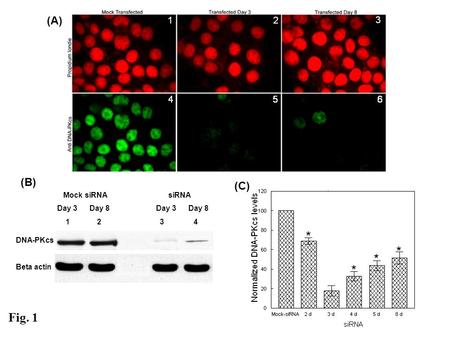 Fig. 1 (A) (B) (C) * * * * Mock siRNA siRNA Day 3 Day 8 1 2 3 4 DNA-PKcs Beta actin.