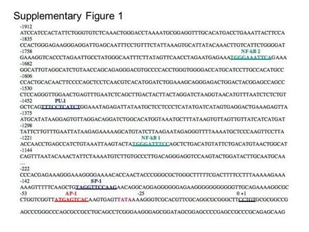 Supplementary Figure 1. Supplementary Figure 2 Suppl. Fig. 1. The promoter of miR-155 encoding Bic gene contains two putative NF-  B binding sites.