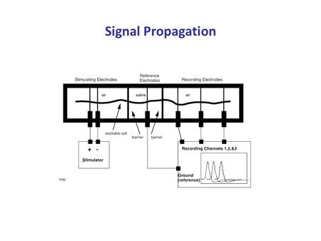 Signal Propagation. The negative electrode (cathode) is the stimulator. Review: About external stimulation of cells: At rest, the outside of the cell.