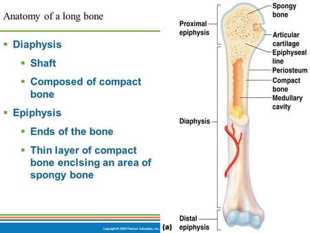 Copyright © 2009 Pearson Education, Inc., publishing as Benjamin Cummings  Diaphysis  Shaft  Composed of compact bone  Epiphysis  Ends of the bone.