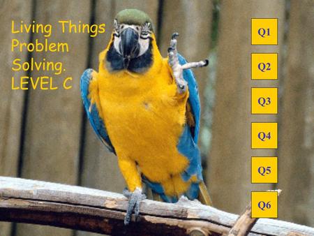 Living Things Problem Solving. LEVEL C Q1 Q2 Q3 Q4 Q5 Q6.