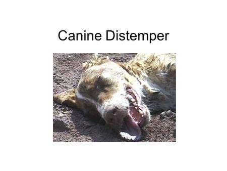 Canine Distemper. It is a highly contagious and serious disease caused by a virus that attacks the respiratory, gastrointestinal, and often, the nervous.