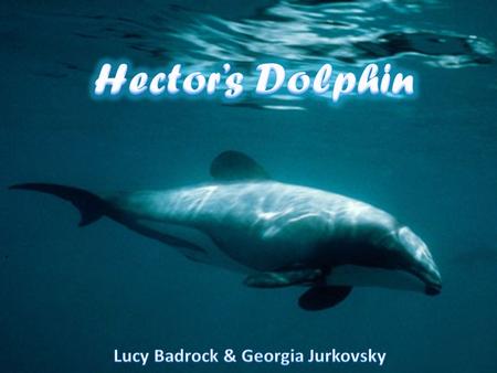 Main Features Compared to other species of dolphins, the Hector’s dolphin is the smallest. An adult dolphin will grow only to a length of 1.2 to 1.4,