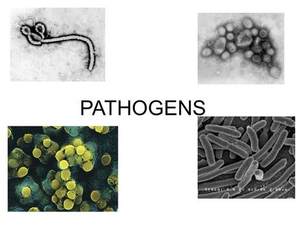 PATHOGENS. HOW DO PATHOGENS CAUSE DISEASE? EVIL SPIRITSSWAMP AIR IMBALANCE OF BODY FLUIDS.