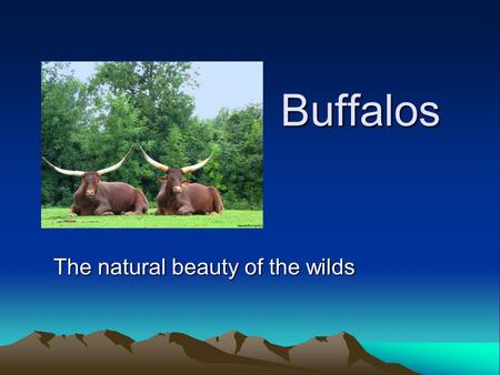 Buffalos The natural beauty of the wilds. How do buffalos live They eat grass. They live in the wild They are being hunt everyday.