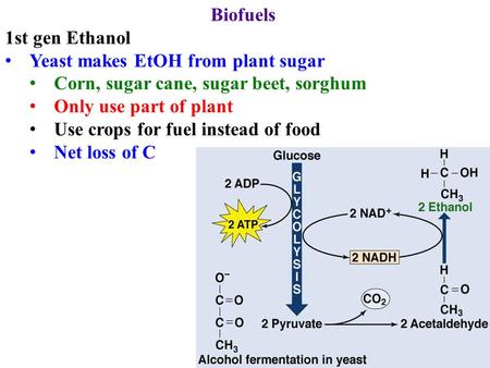 Biofuels 1st gen Ethanol Yeast makes EtOH from plant sugar Corn, sugar cane, sugar beet, sorghum Only use part of plant Use crops for fuel instead of food.