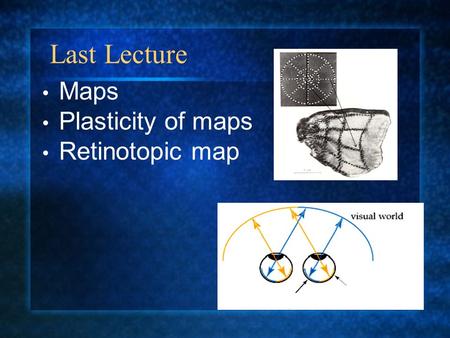 Maps Plasticity of maps Retinotopic map Last Lecture.