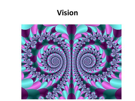 Vision. Surface Anatomy of the Eye Eyebrows divert sweat from the eyes and contribute to facial expressions Eyelids (palpebrae) blink to protect the.