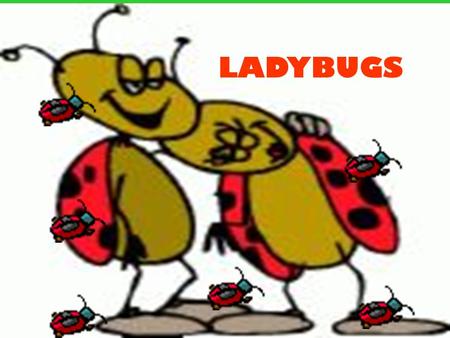 LADYBUGS.  What do ladybugs have in common with wolves? Read the next passage to find out.