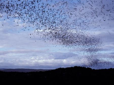 Are Are You Are You Batty? ? The Red Bat is one of Virginia’s 14 different kinds of bats.