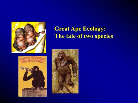 Great Ape Ecology: The tale of two species. Objectives Discuss orangutans, gorillas, and chimpanzees Discuss the two different species or subspecies in.