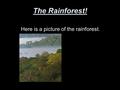 The Rainforest! Here is a picture of the rainforest.