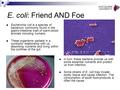 E. coli: Friend AND Foe Escherichia coli is a species of bacterium commonly found in the gastro-intestinal tract of warm-blood animals including humans.