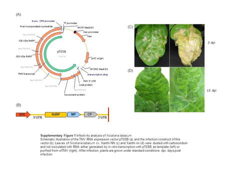 (A) RdRP 5‘UTR3‘UTR CP MP SP6 (B) (C) 3 dpi 15 dpi (D) Supplementary Figure 1 Infectivity analysis of Nicotiana tabacum. Schematic illustration of the.