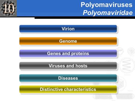 Polyomaviruses Polyomaviridae Virion Genome Genes and proteins Viruses and hosts Diseases Distinctive characteristics.