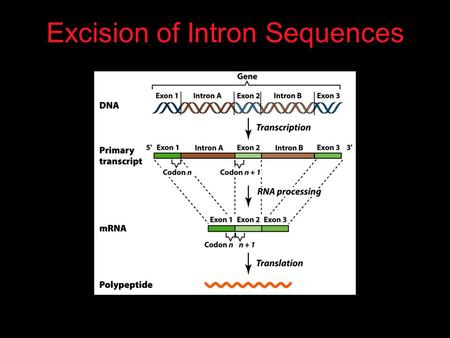 Excision of Intron Sequences. Splicing  Removal of introns must be very precise.  Conserved sequences for removal of the introns of nuclear mRNA genes.