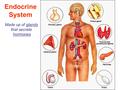 Endocrine System Made up of glands that secrete hormones.