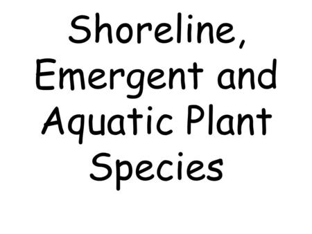 Shoreline, Emergent and Aquatic Plant Species. broadleaved arrow-head Sagittaria latifolia Arrow-shaped leaves White flower with 3 petals.