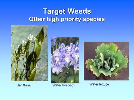 Target Weeds Other high priority species SagittariaWater hyacinth Water lettuce.